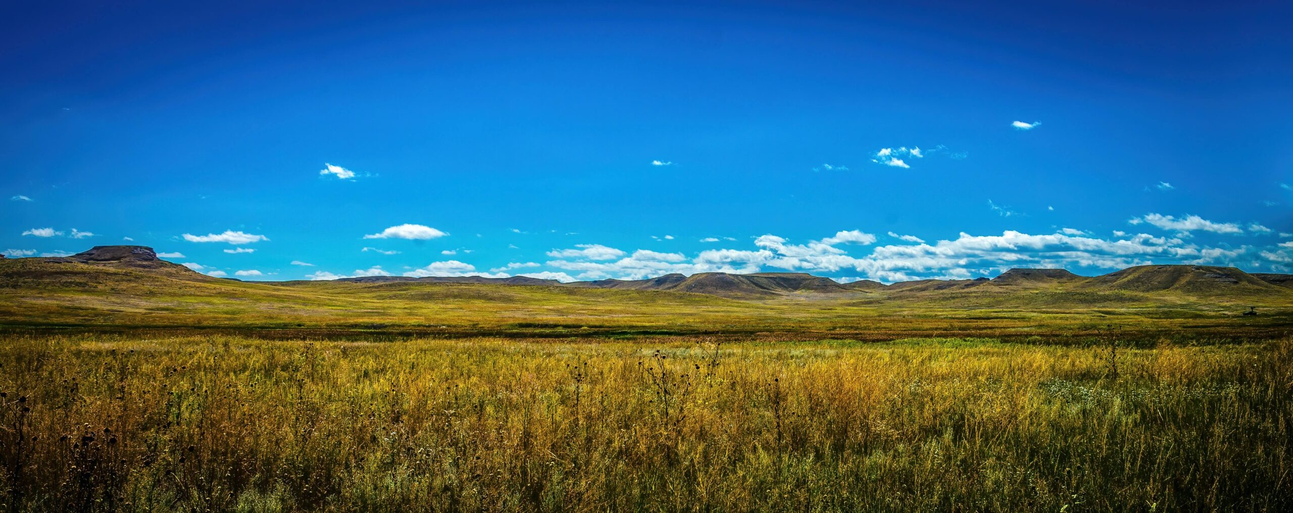 Green Prairie With Blue Sky